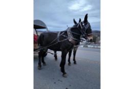 Bulk bid (package) of lots 352-354