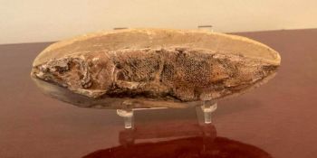 Fossil Fish on Lucite Stand
