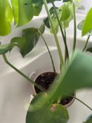 Potted Split Leaf Philodendron