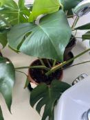 Potted Split Leaf Philodendron