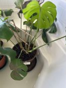 Potted Split Leaf Philodendron