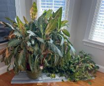Assorted Potted Plants