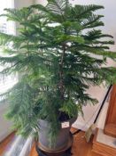 Large Potted Norfolk Island Pine