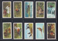 Trade cards, Brooke Bond, British Birds, 2 sets Cream and White back versions (gd/vg)
