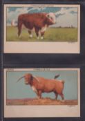 Trade card postcards, Oxo, Cattle Studies postcard sized series (Lemco) (set 6 cards) (unused