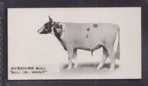 Cigarette card, Taddy, Famous Horses & Cattle, type card, no 14, Ayrshire Bull, 'All-In-Want' (