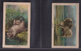 Trade cards, USA, Arbuckle's Coffee, Animals, 'P' size (set, 50 cards) (2 with some sl back damage
