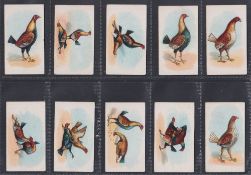Cigarette cards, China, British Cigarette Co Shanghai, Cock Fighting, (set, 25 cards) (gd)