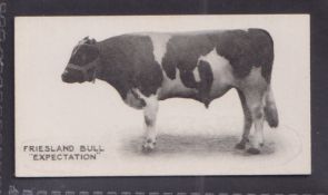 Cigarette card, Taddy, Famous Horses & Cattle, type card, no 6, Friesland Bull, 'Expectation' (