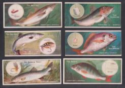 Trade cards, Cadbury's, Fish & Bait Series 'P' size, (set, 6 cards) (3 trimmed & 3 vg)