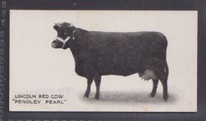 Cigarette card, Taddy, Famous Horses & Cattle, type card, no 12, Lincoln Red Cow 'Pendley Pearl' (