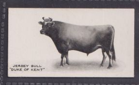 Cigarette card, Taddy, Famous Horses & Cattle, type card, no 13, Jersey Bull, 'Duke of Kent' (vg) (