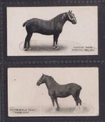 Cigarette cards, Taddy Famous Horses & Cattle, 2 type cards numbers 15 & 42 (slight discolouration