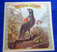 USA Trade anonymous advert, Blackbird subject 28.3 x 27.7 cm approx. Printing credit on bottom right