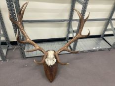 Large Display Antlers