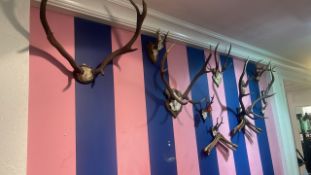 Collection Of Antlers
