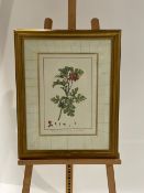 Artwork - Pelargonium From Claridge's Hotel