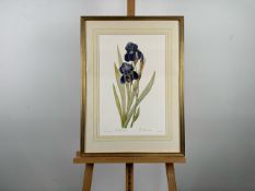 Iris Artwork Print