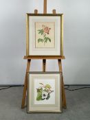 Artwork botanical prints x 2
