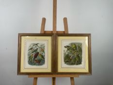 Artwork Parrot Prints x 2