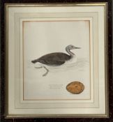 Duck Artwork Print