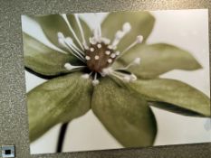 NO RESERVE Flower Picture