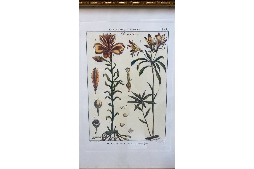 Mixed Set of Botanical Prints - Image 3 of 21