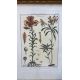 Mixed Set of Botanical Prints - Image 3 of 21