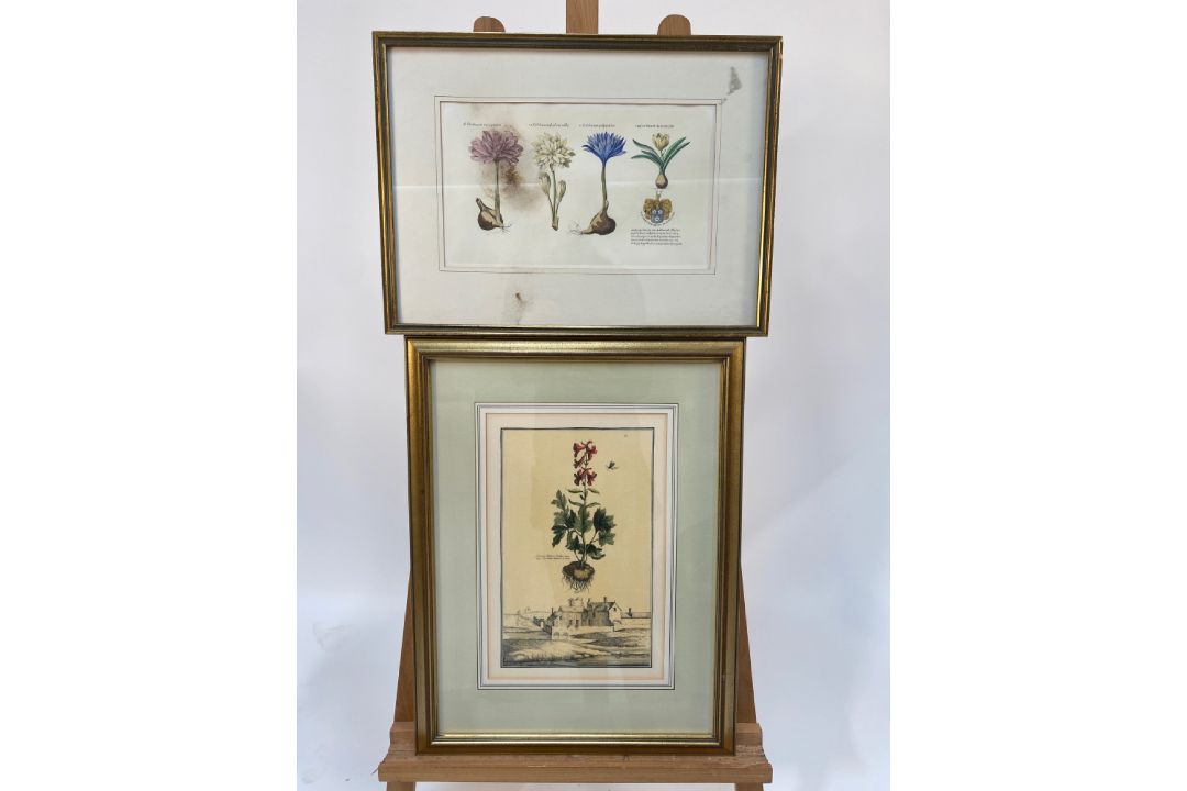 Mixed Set of Botanical Prints - Image 6 of 21