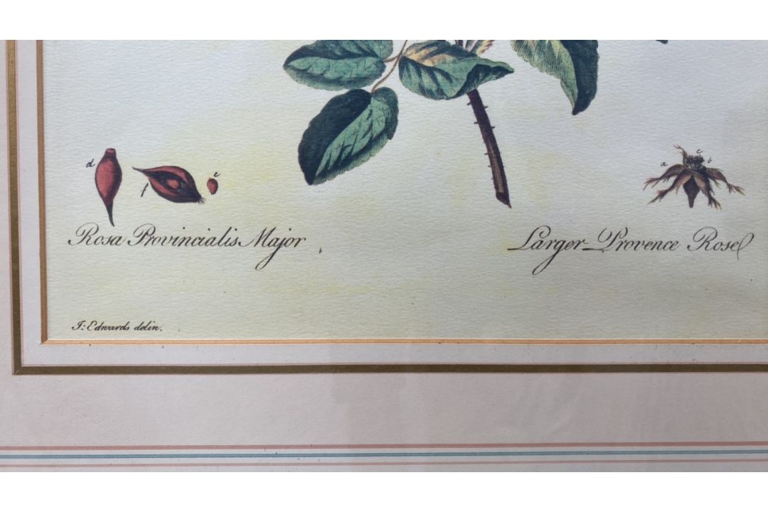 Mixed Set of Botanical Prints - Image 21 of 21