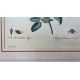 Mixed Set of Botanical Prints - Image 21 of 21