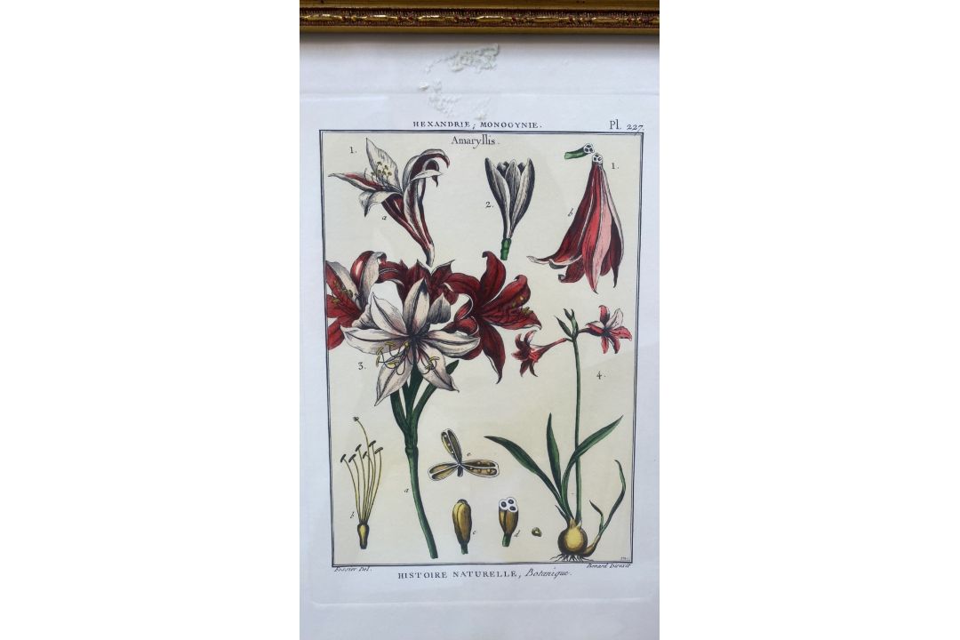 Mixed Set of Botanical Prints - Image 4 of 21