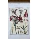 Mixed Set of Botanical Prints - Image 4 of 21