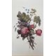 Mixed Set of Botanical Prints - Image 16 of 21