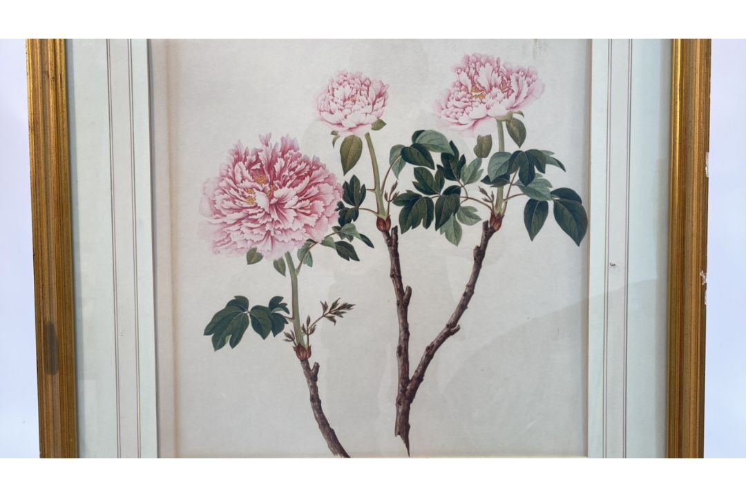 Mixed Set of Botanical Prints - Image 10 of 21