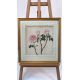 Mixed Set of Botanical Prints - Image 9 of 21