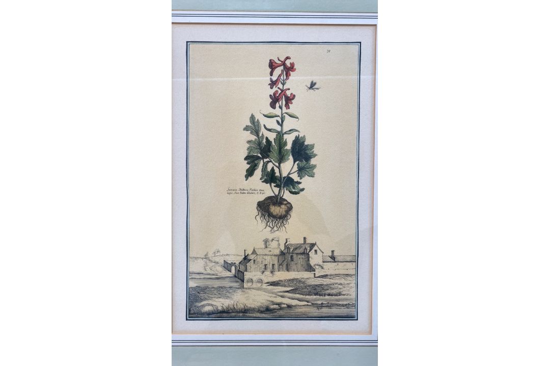 Mixed Set of Botanical Prints - Image 8 of 21