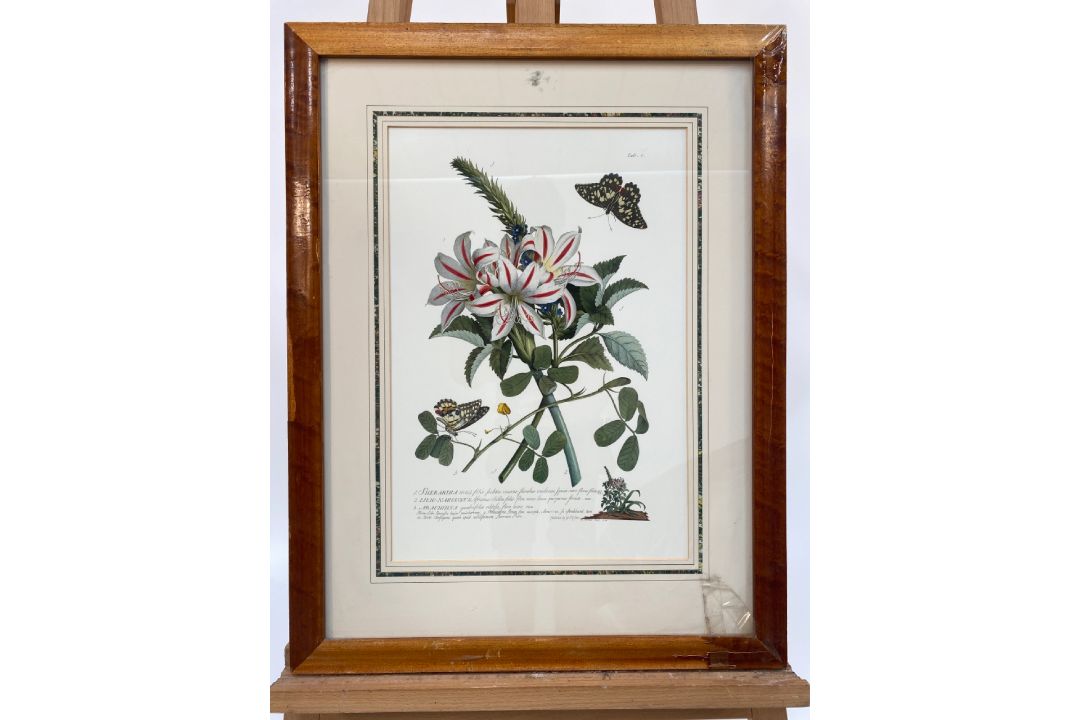 Mixed Set of Botanical Prints - Image 11 of 21