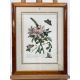Mixed Set of Botanical Prints - Image 11 of 21