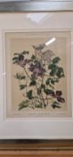 Clematis Artwork Print