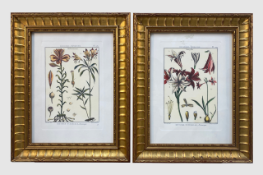 Mixed Set of Botanical Prints