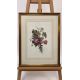 Mixed Set of Botanical Prints - Image 15 of 21