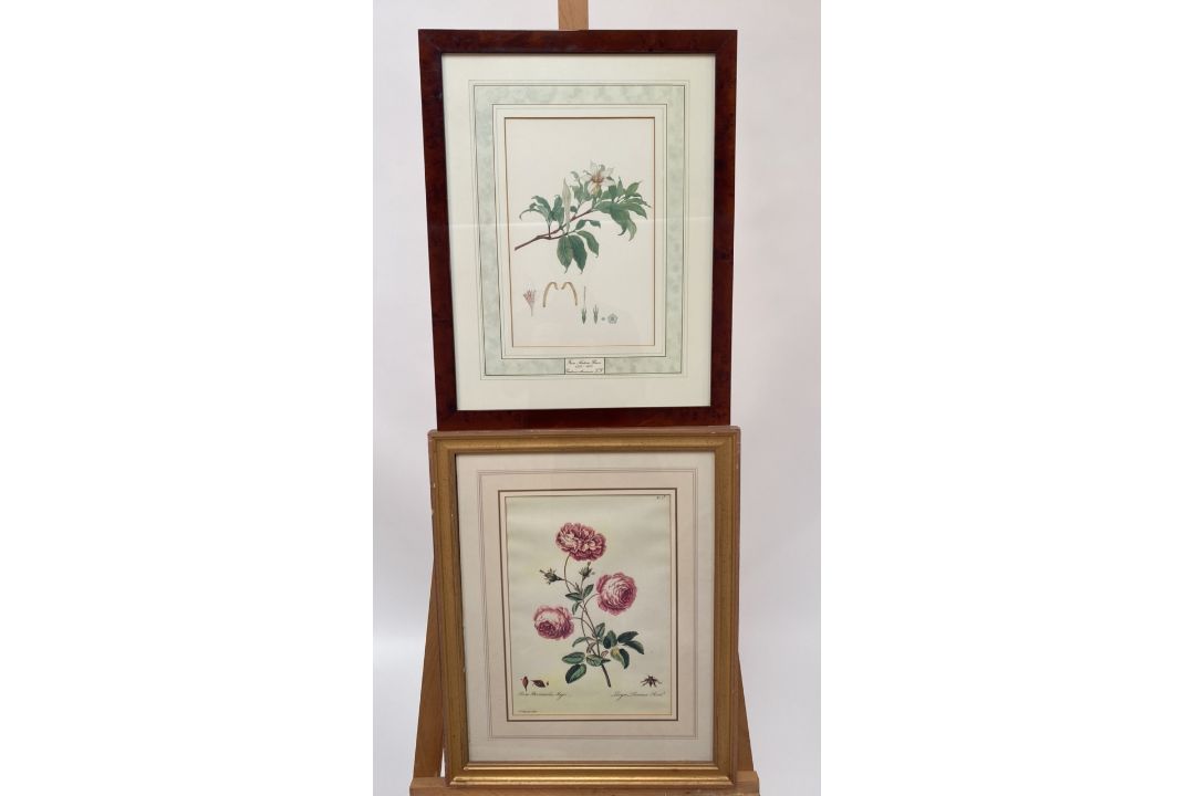 Mixed Set of Botanical Prints - Image 17 of 21
