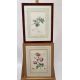 Mixed Set of Botanical Prints - Image 17 of 21