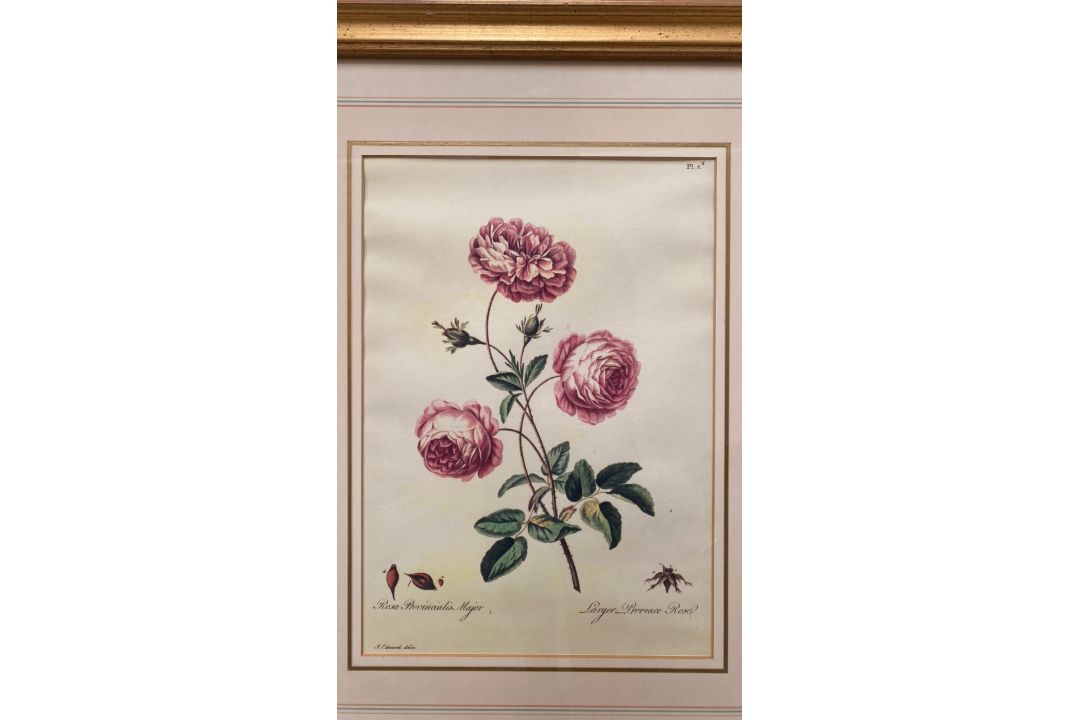Mixed Set of Botanical Prints - Image 20 of 21
