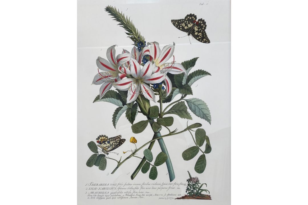 Mixed Set of Botanical Prints - Image 12 of 21