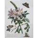 Mixed Set of Botanical Prints - Image 12 of 21