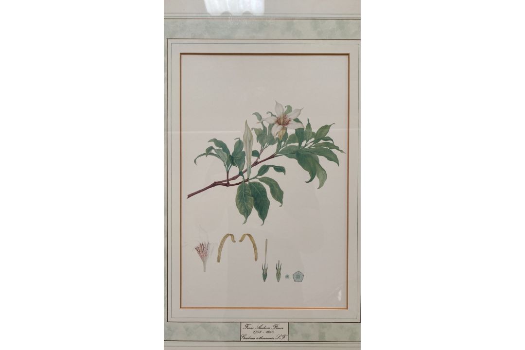 Mixed Set of Botanical Prints - Image 18 of 21