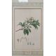 Mixed Set of Botanical Prints - Image 18 of 21