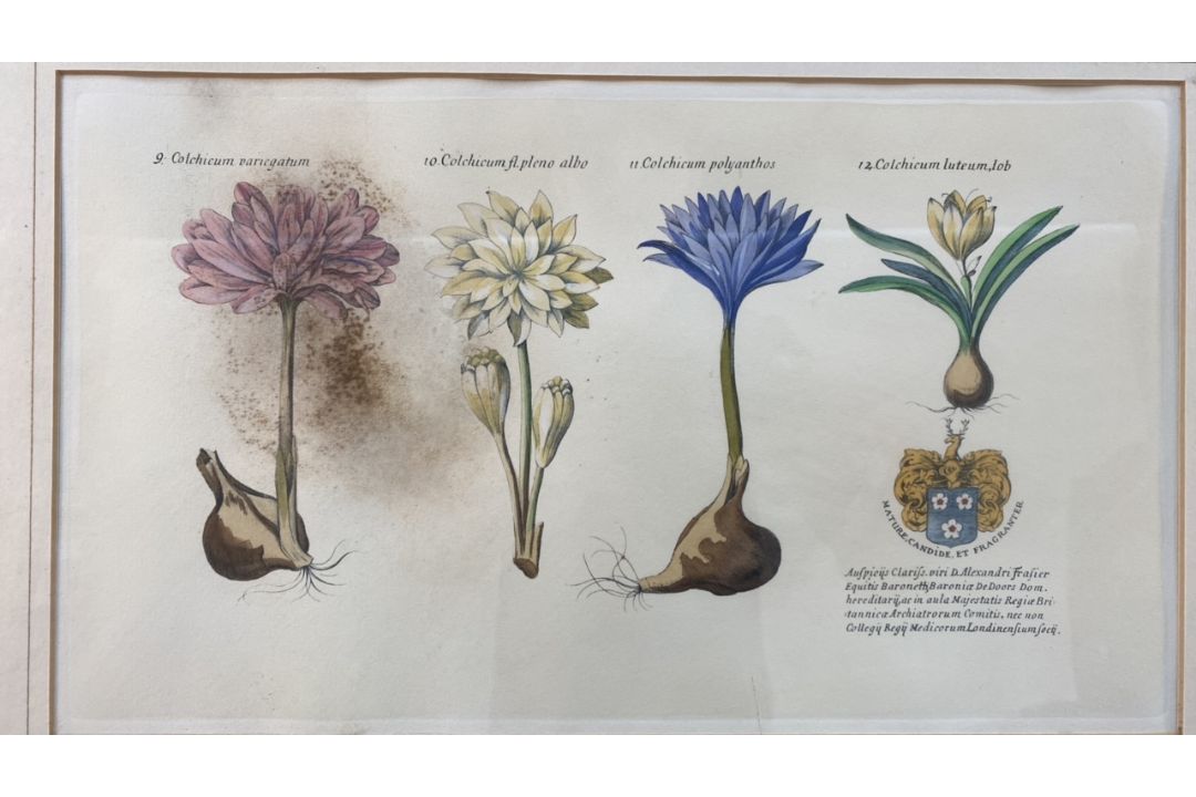 Mixed Set of Botanical Prints - Image 7 of 21